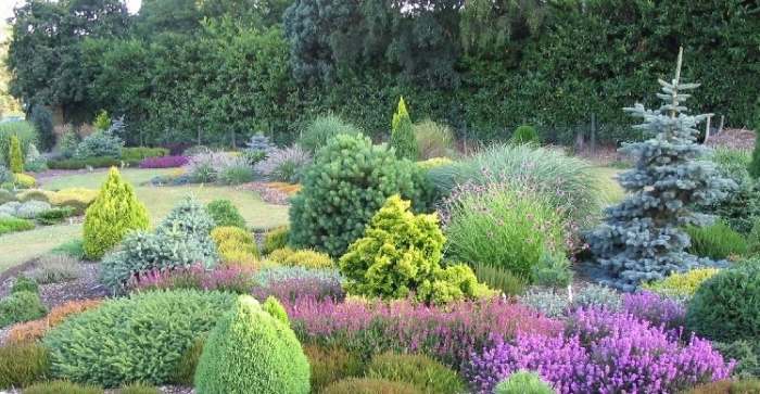British conifer garden