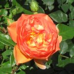 rosarium-burned-orange-old-rose