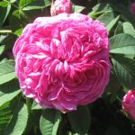 rosarium-old-bourbon-rose