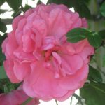 rosarium-pink-old-rose