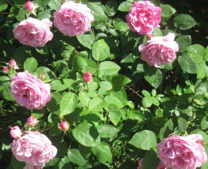 Petrovic roses garden - Mery Rose zbun