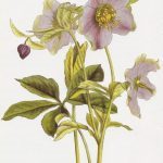 Helleborus_atrorubens_RHS