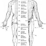 Kineska medicina i 12 akupunkturnih meridijana
