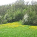 Usta puna zemlje - Branimir Šćepanović