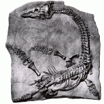 Fosil praistorijske zivotinje skelet dinosaurusa