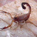 Lek_za_rak_Rhopalurus_junceus_Vidatox_scorpion_venom_escozul Lek_za_rak_Rhopalurus_junceus_Vidatox_scorpion_venom_escozul
