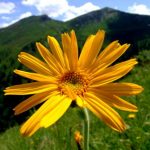 Arnica Montana lekovita biljka arnika brdjanka moravka