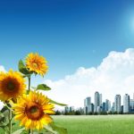 Priroda suncokreti sunce livada i grad Priroda suncokreti sunce livada i grad