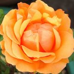 Narandžasta hibridna čajevka ruža Simply the best orange rose Narandžasta hibridna čajevka ruža Simply the best orange rose