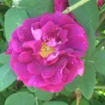 Proizvodnja ruža rosarium-dark-pink-old-rose Proizvodnja ruža rosarium-dark-pink-old-rose