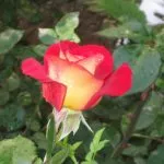 Proizvodnja ruža rosarium-red-and-yellow-old-rose Proizvodnja ruža rosarium-red-and-yellow-old-rose