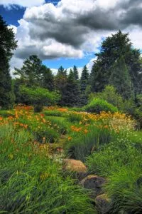 suma-cvece-potok suma-cvece-potok