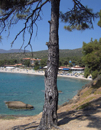 tasos pefkari