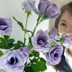 Plava ruža i buket plavih ruža Plava ruža i buket plavih ruža