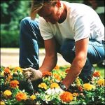 gardener