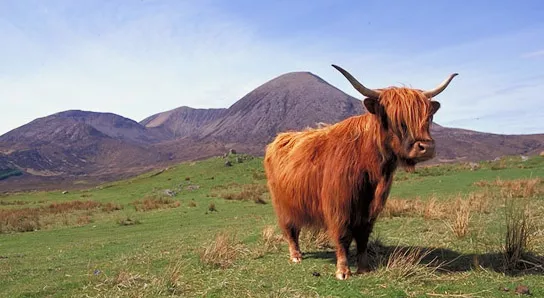 Highland Cow from Scotland 2 Highland Cow from Scotland 2
