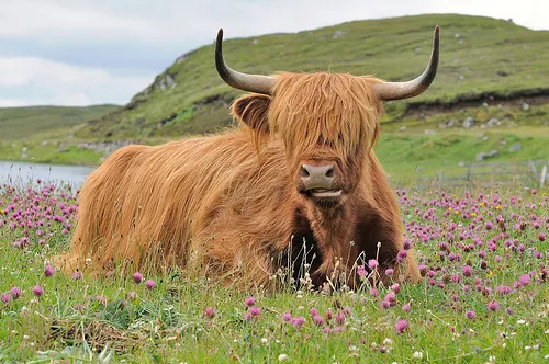 Scotland highland cow Scotland highland cow