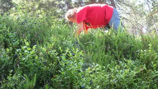Planina Tara i borovnice branje borovnica selo Zaovine Planina Tara i borovnice branje borovnica selo Zaovine