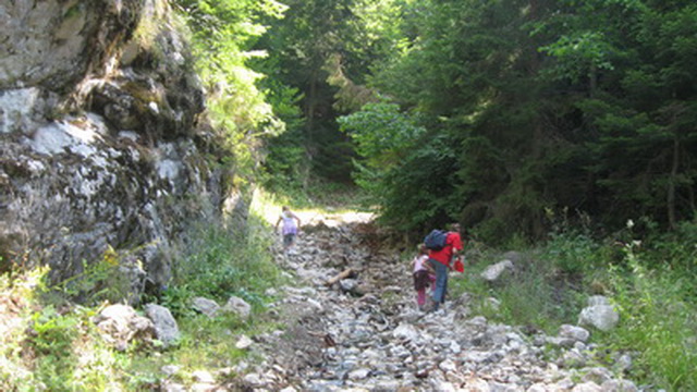 Planina Tara i safari Usamljena stena i korito potoka Zaovine