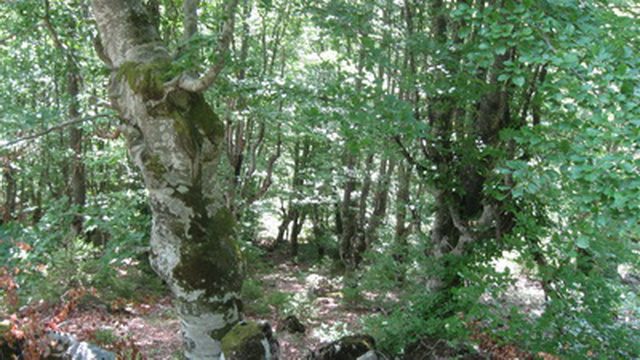 Bukova suma  - planina Tara