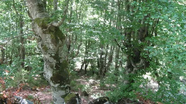 Bukova suma - planina Tara Bukova suma - planina Tara