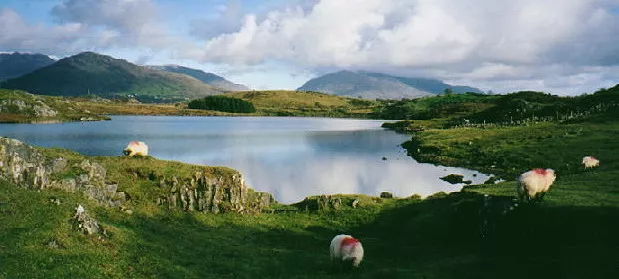 Connemara pejzaž i ovce Irska Irski jezik, Irci i Englezi Connemara Irska Irski jezik, Irci i Englezi