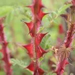 Rosa Omeiensis Pteracantha