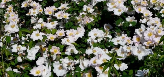 Rosa Sancta - The Holy Rose of Abyssinia