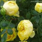 Rosa_Foetida_Persiana by Radoslav Petrovic