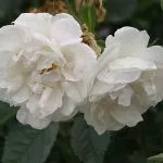 rosa alba maxima