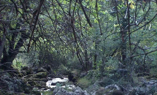 Lisine ambijent vrela Lisine ambijent vrela