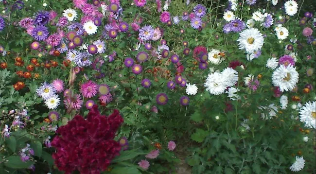 Lisine - cvece uz ogradu Lisine - cvece uz ogradu