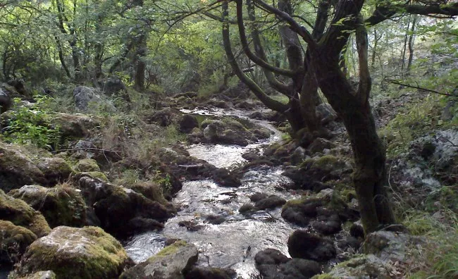 Lisine - vrelo i potok nizvodno Lisine - vrelo i potok nizvodno