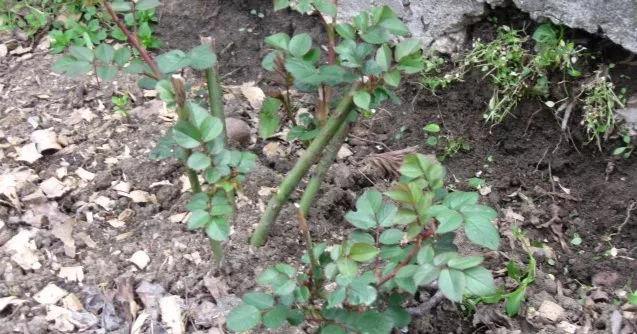 Dobro zašticena malčom ruža Crown Princess Margaret Dobro zašticena malčom ruža Crown Princess Margaret