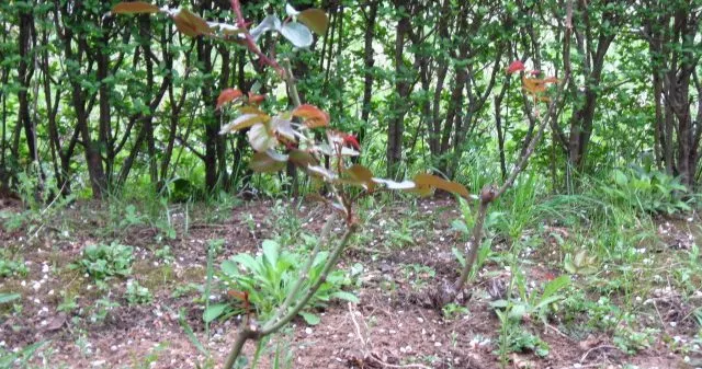 Loše secena ruža kod komšije Loše secena ruža kod komšije