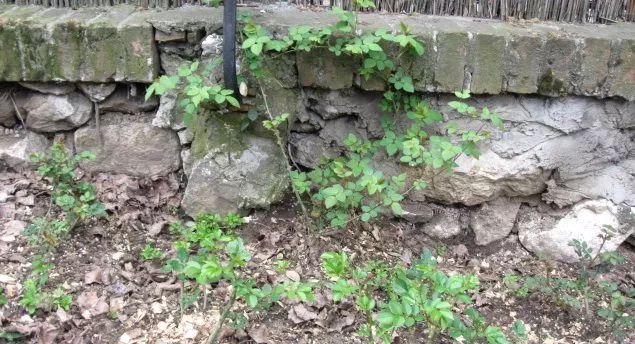 Orezana ruža Tamora napred i neorezana penjacica Marry Web pozadi Orezana ruža Tamora napred i neorezana penjacica Marry Web pozadi