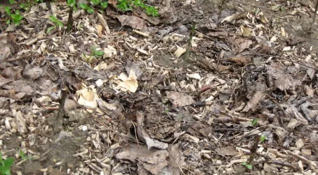 Posadjene reznice ruža Posadjene reznice ruža