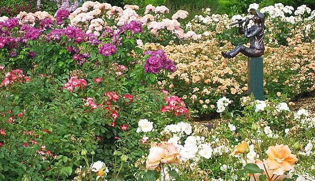 Rosarium - ruzicnjak Rosarium - ruzicnjak