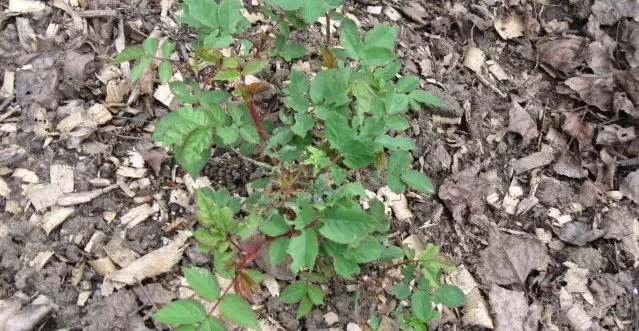 Ruža Arthur de Sansal sa listovima koje su grickali puževi Ruža Arthur de Sansal sa listovima koje su grickali puževi