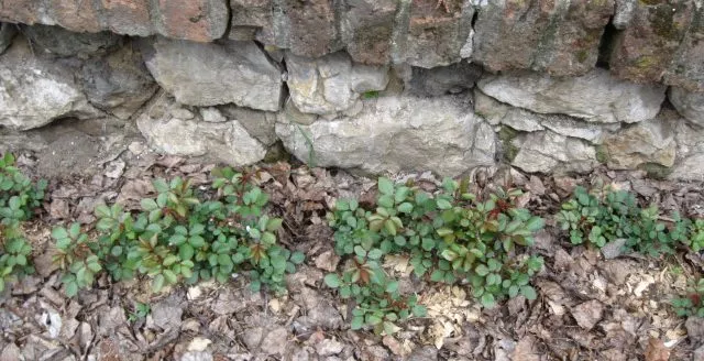 Ruža Shrubby Pink u leji pod malcom Ruža Shrubby Pink u leji pod malcom