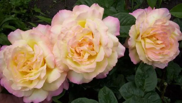 Gloria dei ruža Gloria dei ruža + Peace rose