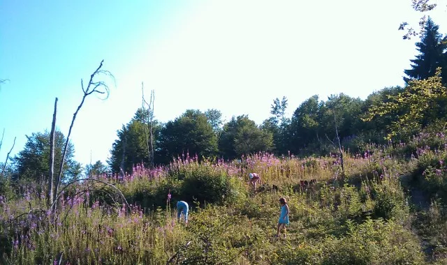 Skupljanje sumskih jagoda na Andrijevici Kolašin Skupljanje sumskih jagoda na Andrijevici Kolašin