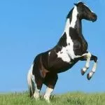 Gde je beli čovek pogrešio - govor indijanskog poglavice "Dva orla" o osvajanju Amerike Gde je beli čovek pogrešio - govor indijanskog poglavice "Dva orla" o osvajanju Amerike