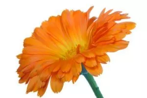 Neven - calendula officinalis