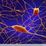 Sinapse neurona Tanki živci i nervni slom Sinapse neurona Tanki živci i nervni slom