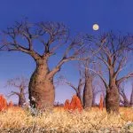 Desert_rose u Australiji