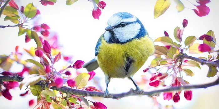 Kineski Praznik proleća - koncert Beogradske filharmonije za kinesku Novu godinu