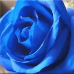 Plava ruža