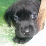 Verica Berić - crno štene labradora iz legla