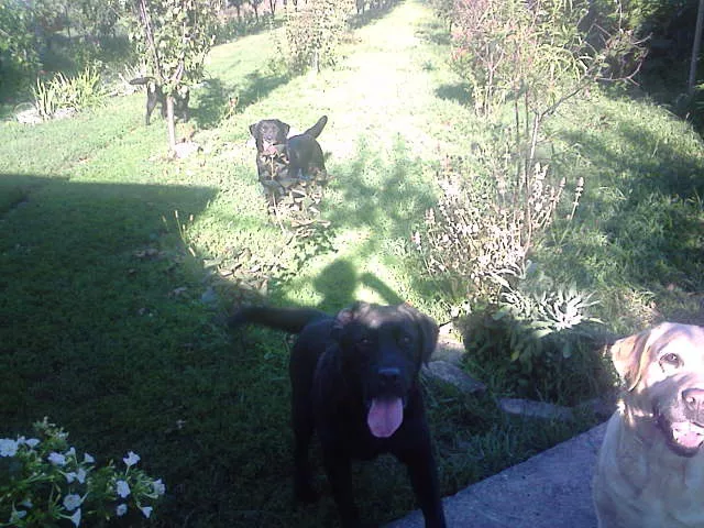 Verica Berić - labradori u voćnjaku